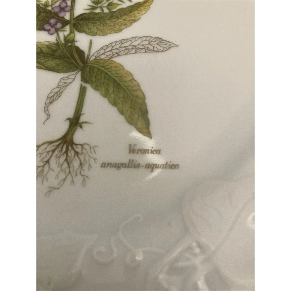 Dansk white veronica